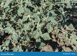 Image result for Chrozophora plicata