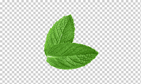 Dynamic leaf, green leafed illustration, leaf, maple leaf, branch png. Green Fresh Mint Leaves Mint Leaf Green Leaf Png Klipartz