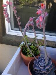 While all succulent plants will flower, there are ways to encourage succulents to bloom. How To Behead An Echeveria And Cut Off Bloom Stalks Succulent Plant Care