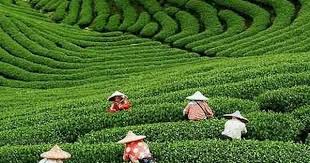 Seeing the beautiful scenic views and breathtaking greenery of munnar, britishers got attracted to this hill station. Pin On J æ±Ÿå— Jiangnan