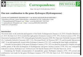 Image result for Justicia fittonioides