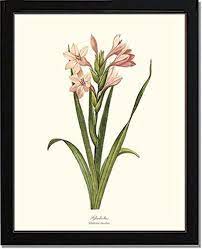 Check spelling or type a new query. Amazon Com Vintage Botanical Flower Art Print Gladiolus Redoute Handmade