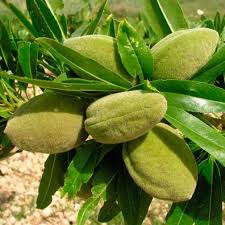 Caring for & pruning, and all steps that will lead to a quality harvest of either sweet or dry almonds. Sweet Almond Tree Robijn