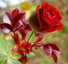 1280x800 rose flower wallpaper beautiful rose wallpapers beautiful roses. Free Download Most Beautiful Lovely Rose Flowers Images Wallpapers Online 800x761 For Your Desktop Mobile Tablet Explore 50 Most Beautiful Rose Flowers Wallpapers Most Beautiful Rose Flowers Wallpapers Beautiful