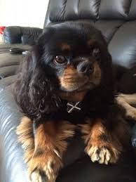 Black And Tan Cavalier King Charles Puppy Freddie Pup Cav King Charles Cavalier Black And Tan Cavalier King Charles Dog King Charles Dog Cavalier King Charles Spaniel