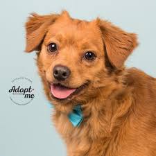 We did not find results for: Davy Cavalier King Charles Spaniel Young Adoption Rescue For Sale In Cincinnati Ohio Classified Americanlisted Com