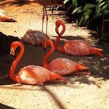 Incredible Flamingo Flowers Flamingo Flower Flamingo Sheer Beauty