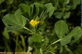 Image result for Medicago polymorpha