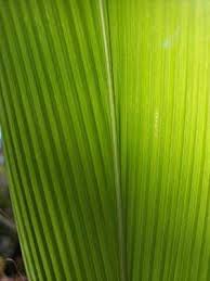 Image result for Setaria poiretiana