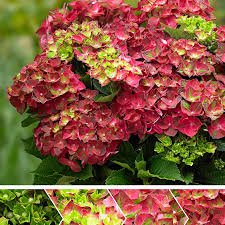 Hortensia Hydrangea Magical Ruby Tuesday Rood Groen Rubytuesdays Hortensia Hydrangea Magical Ruby Tuesday Ro In 2020 Hydrangea Ruby Tuesdays Hydrangea Macrophylla