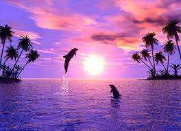 Purple Dolphin Wallpaper Hd For Desktop Wallpaper 1916 X 1391 Px 800 83 Kb Dolphin Purple Heart Baby Jumping Cute Dolphins Nature Sunset