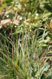 Image result for Alepidea