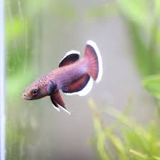 Betta Albimarginata Betta Fish Tank Betta Aquarium Betta Fish