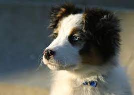 Beautiful Border Collie Puppy Collie Puppies Border Collie Puppies Border Collie