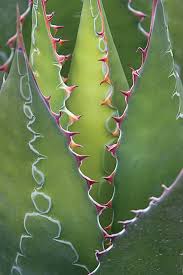 Cacti are flowering plants, which means that they rely heavily on pollination of their blooms to reproduce. Agave Plant Care Best Varieties To Grow Garden Design