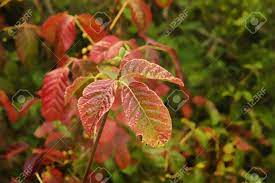 Poison ivy, oak, and sumac are a great way to ruin a day in the outdoors. Gifteiche Im Spatsommer Nach Es Hat Farbe Von Grun Zu Rot Phase Lizenzfreie Fotos Bilder Und Stock Fotografie Image 7870878