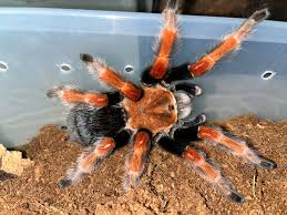 Image result for Barleria boehmii