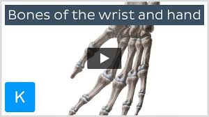 Image result for Pisiform Bone