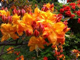 Daily Flower Candy Deciduous Azaleas Azaleas Candy Flowers Flowers