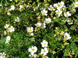 Arbusti con fiori gialli e legumi pendenti. Fiori Bianchi Piccoli