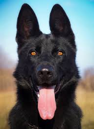 Their uniform appearance, high trainability, and stable temperament allow them to be excellent companions. Female German Shepherd Names For Inspiration Female German Shepherd German Shepherd Names Black German Shepherd