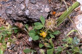 Image result for Trifolium spumosum