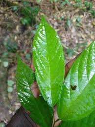 Image result for Leptonychia