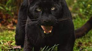 Black Panther Animal Wallpaper Wild Animal Wallpaper Black Panther