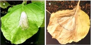 We did not find results for: The Plant Hypersensitive Response Concepts Control And Consequences Balint Kurti 2019 Molecular Plant Pathology Wiley Online Library