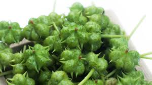 Image result for Tribulus terrestris