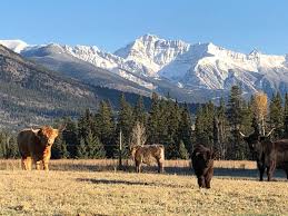 Highland cattle – Home Lodge Golden