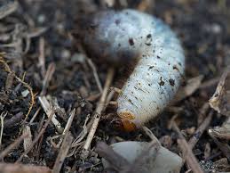 Engerlinge sind die larven von blatthornkäfern. Kafer Im Naturgarten