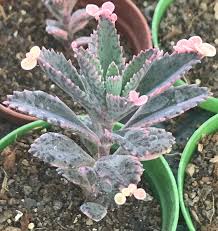 Varigated Kalanchoe Pink Butterflies Varigated Pink Mother Of Thousands Varigated Houghton S Hybrid Live Succulent Plan Suculentas Plantas Suculentas Plantas