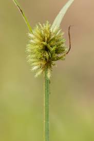Image result for Cyperus squarrosus
