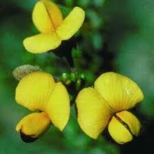 Image result for Centemopsis filiformis