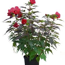 Image result for Hibiscus mechowii