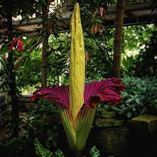 University Of Cambridge On Instagram The Titan Arum Amorphophallus Titanum Aka Corpse Flower Has Now Flowered At The Corpse Flower Titan Arum Giant Flowers