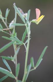 Image result for Crotalaria distans