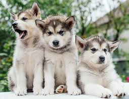 El malamute de alaska o alaskan malamute 8 es un perro originario de la zona ártica, una de las razas más antiguas dentro de los perros de trineo.como perro de trineo es naturalmente fuerte. Alaskan Malamute Caracter Salud Precio Y Cria Micachorro Net