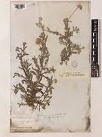 Image result for Gutenbergia rueppellii