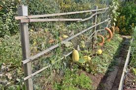 Courge Longue De Nice Et Courge Spaghetti Deco Jardin Potager Jardins