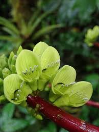 Image result for Erythrina sacleuxii