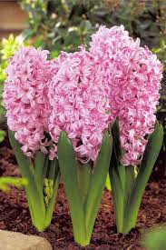 Listen to the audio pronunciation in the cambridge english dictionary. Jan De Wit En Zonen B V En Products Hyacinth Pink Surprise Red Rose Bouquet Spring Flowers Beautiful Flowers