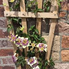 Can be trained as a climber or grown as a shrubby ground cover. Clematis Viennetta Evipo006 Clematis Viennetta Uploaded By Jerseylily