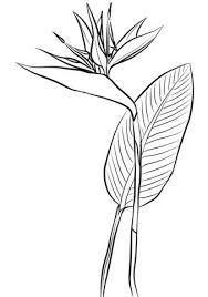 Animal Bird Of Paradise Drawing Bird Of Paradise Coloring Pages Select From 30508 Printable Coloring Pages Of Cartoons Animals Natu Flower Drawing Bird Of Paradise Tattoo Paradise Painting