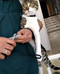 Nk Veteriner Klinigi Veterinarian Ankara Turkey 78 Photos Facebook