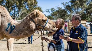 I am not a camel, i carefully explain to the camel. Cancelled Tara Camel Races To Wait Out Covid Hump Chinchilla News