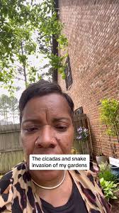 Cicadas and Snake Invasion In My Gardens. #cicadas#cicadaseducation101  #AlabamaCicadasInvasion #copperheadsnakesfeesononcicadas  #agardenersfearofsnakes #cicadashelpwithirrigation @MysteriouslyOrdinary