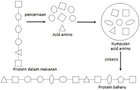 Sebenarnya, itu hanya sedikit sahaja dan ada lebih untuk pemberitahuan kepada semua, tiada satupun latihan biologi tingkatan 5 yang kami share ini. 17 Nota Biologi Tingkatan 5 Yang Power Untuk Murid Dapatkan Pendidikan Abad Ke 21