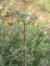 Image result for Pseudoconyza viscosa